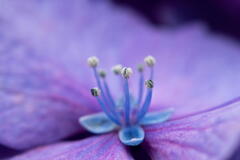 神戸市立森林植物園　紫陽花の真花