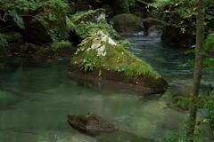 奥入瀬渓流　その２