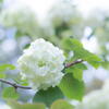 神戸森林植物園　オオデマリ　白華の顔(かんばせ)　その１