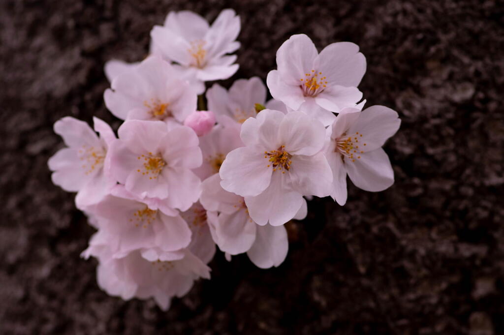 神戸　妙法寺川　桜花爛漫　その５　胴咲き桜