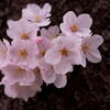 神戸　妙法寺川　桜花爛漫　その５　胴咲き桜