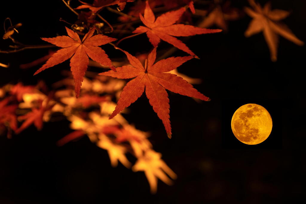 スーパームーン　その３　紅葉とコラボ