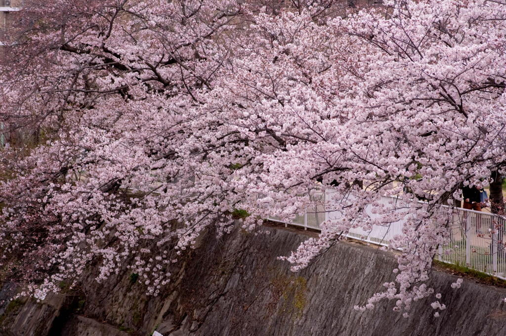 神戸　妙法寺川　桜花爛漫　その１