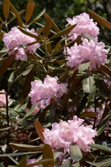 神戸市立森林植物園　シャクナゲ満開