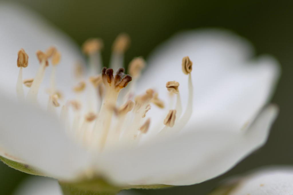 森林植物園の花