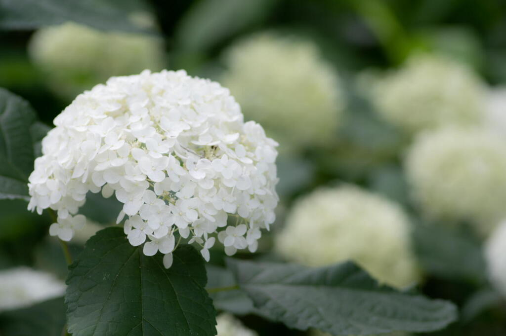 紫陽花　その１