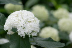 紫陽花　その１