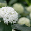 紫陽花　その１