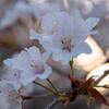 姫路城で観桜　その４