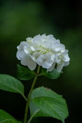 神戸市立森林植物園　紫陽花三色　白