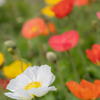 白いポピーと仲間達