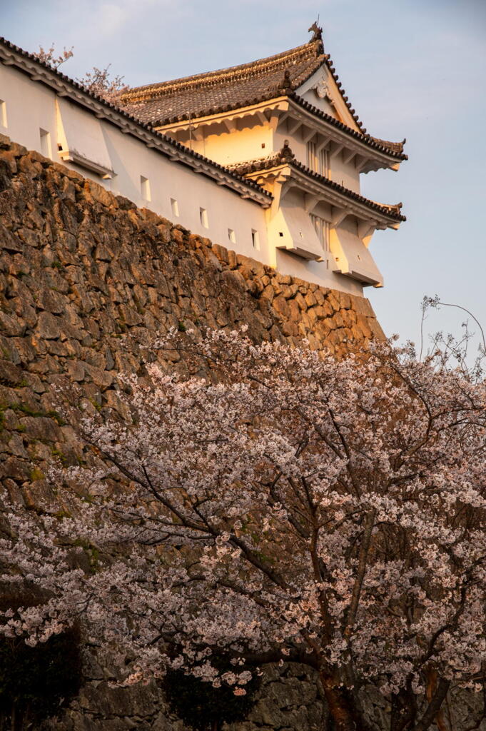 櫓と桜に西日射す