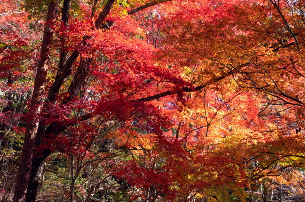 神戸の森、燃える　その１