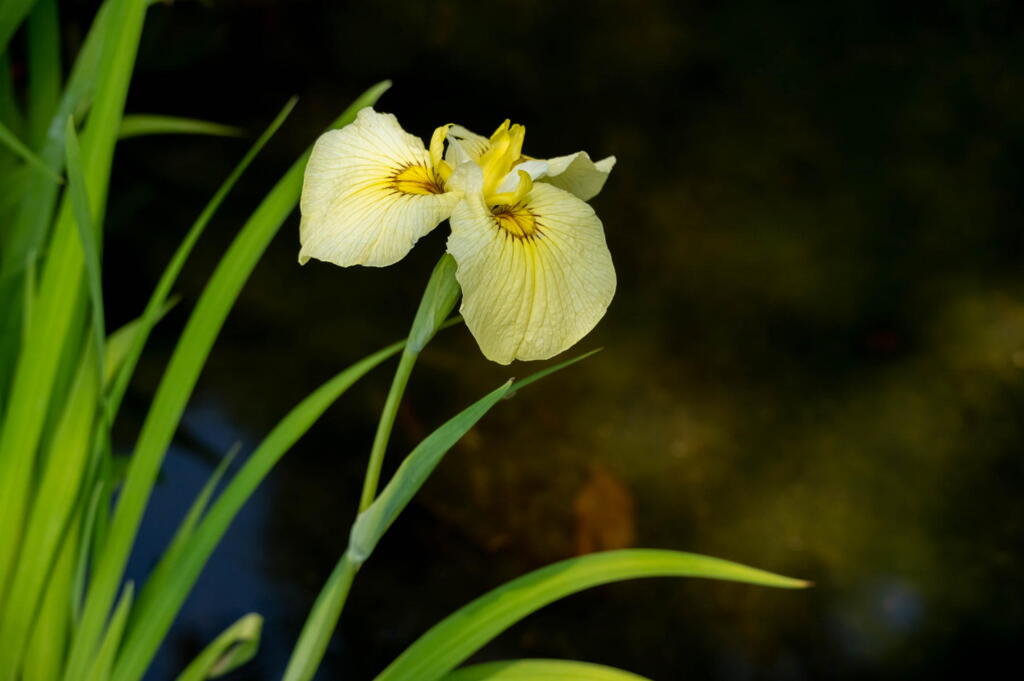須磨離宮公園　薄黄色の菖蒲