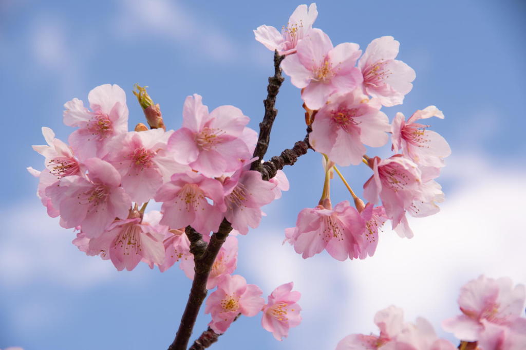 河津桜 植物図鑑風