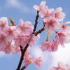 河津桜 植物図鑑風