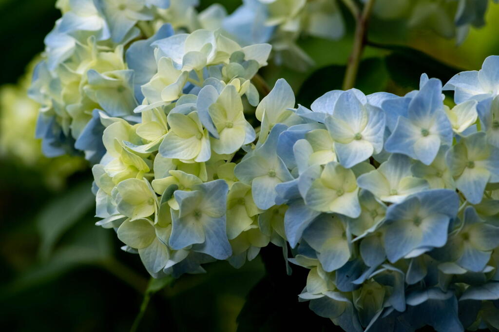 神戸市立森林植物園　ブルー冴える紫陽花　その２