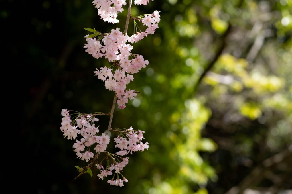 須磨離宮公園　枝垂れ桜　過ぎていく春