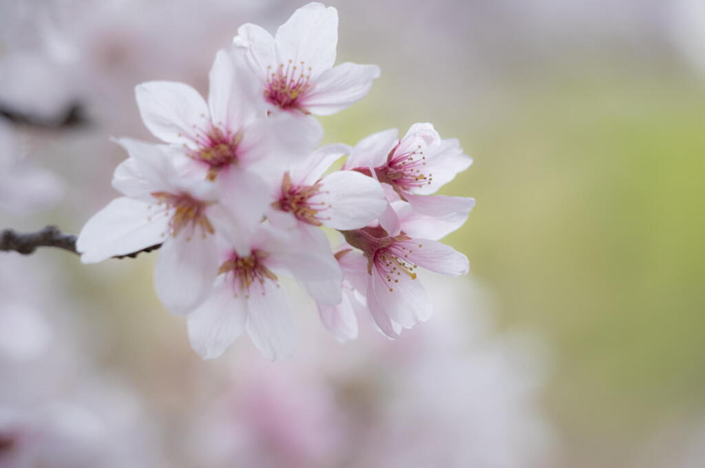 桜咲く　第一章