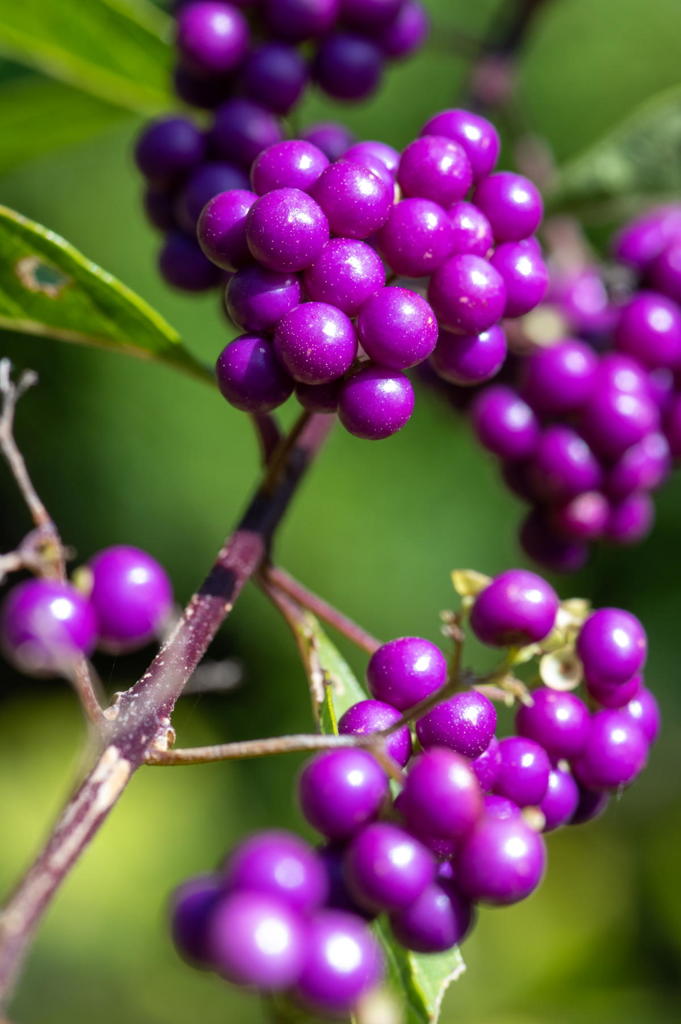 2018 秋の花 フラワーセンター
