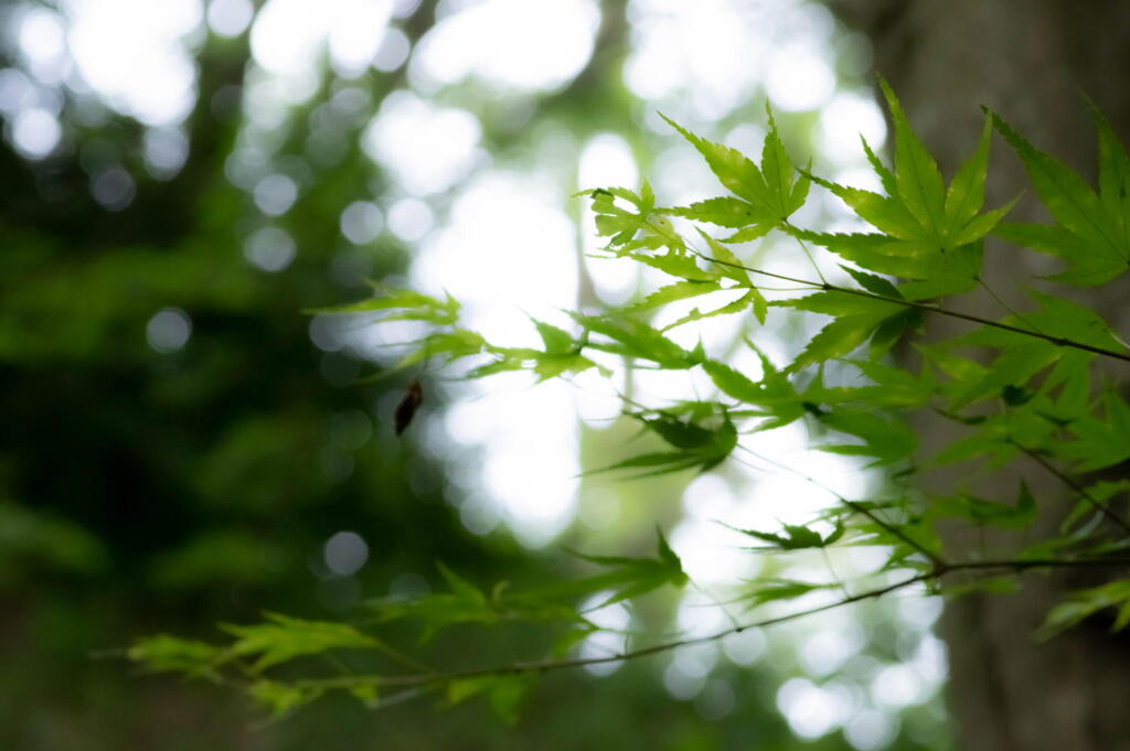 神戸市立森林植物園　水無瀬の光り　その１