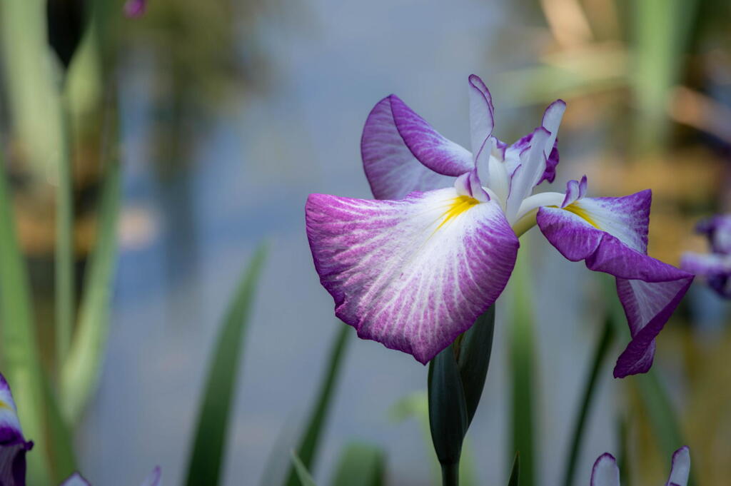 須磨離宮公園　菖蒲の顔(かんばせ)　その５