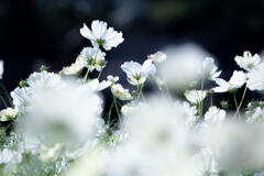 淡路のコスモス　白花、風に踊る