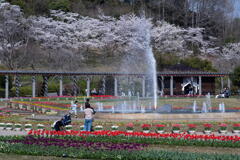 兵庫県立フラワーセンター　四季の花壇