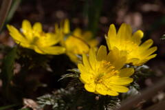 神戸市立森林植物園　福寿草　その１