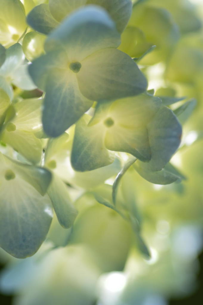 森林植物園の紫陽花　その３