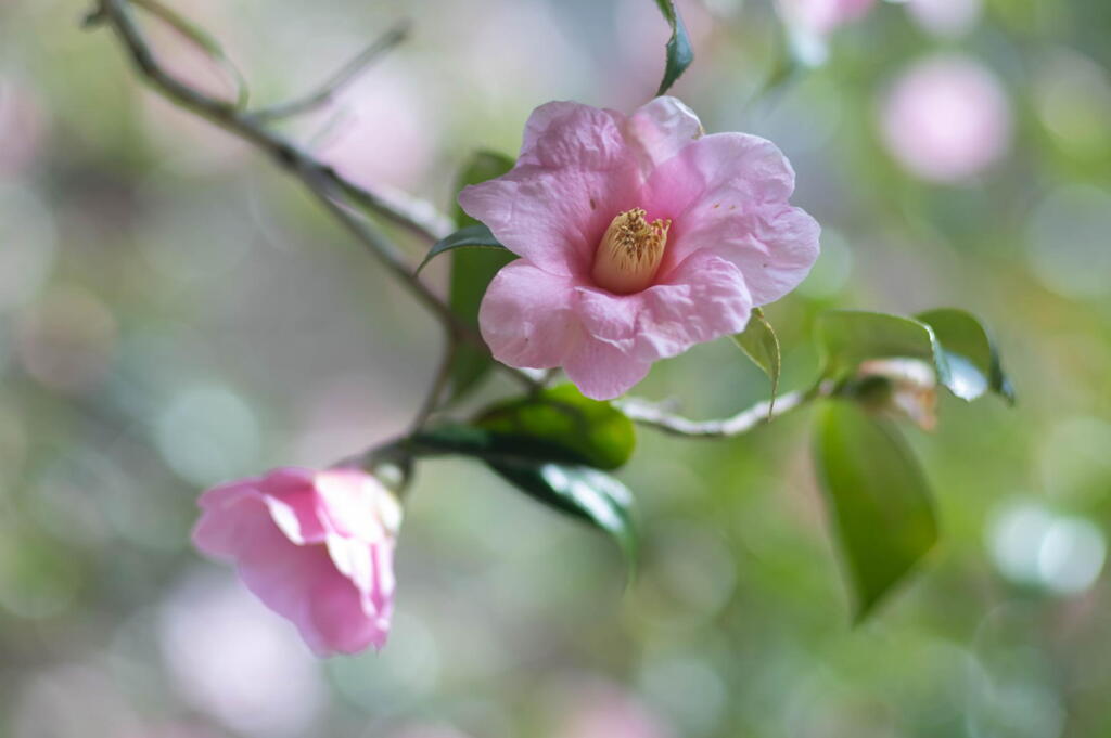 神戸市立森林植物園　太郎冠者
