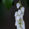 馬酔木(アセビ)