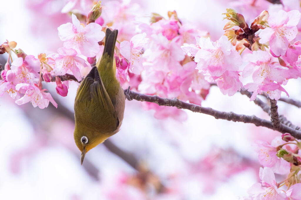 明石海峡公園　河津桜にメジロ舞う　その２