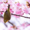 明石海峡公園　河津桜にメジロ舞う　その２