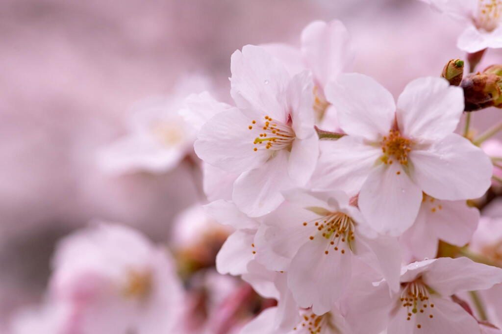 神戸　妙法寺川　桜花爛漫