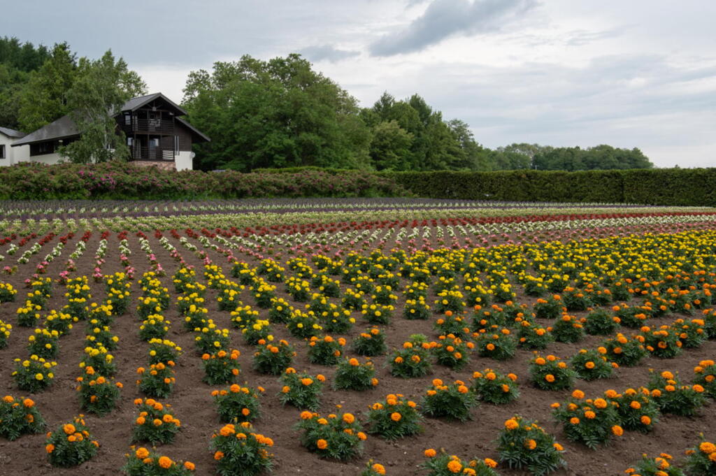 花畑というより農作物的風景