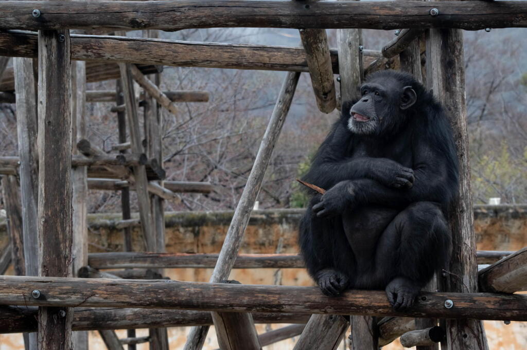 王子動物園　昔話でも聴いていくかい？