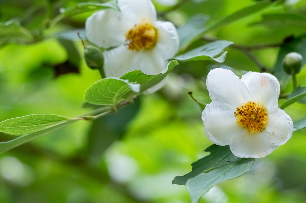 神戸市立森林植物園　佇む　その３