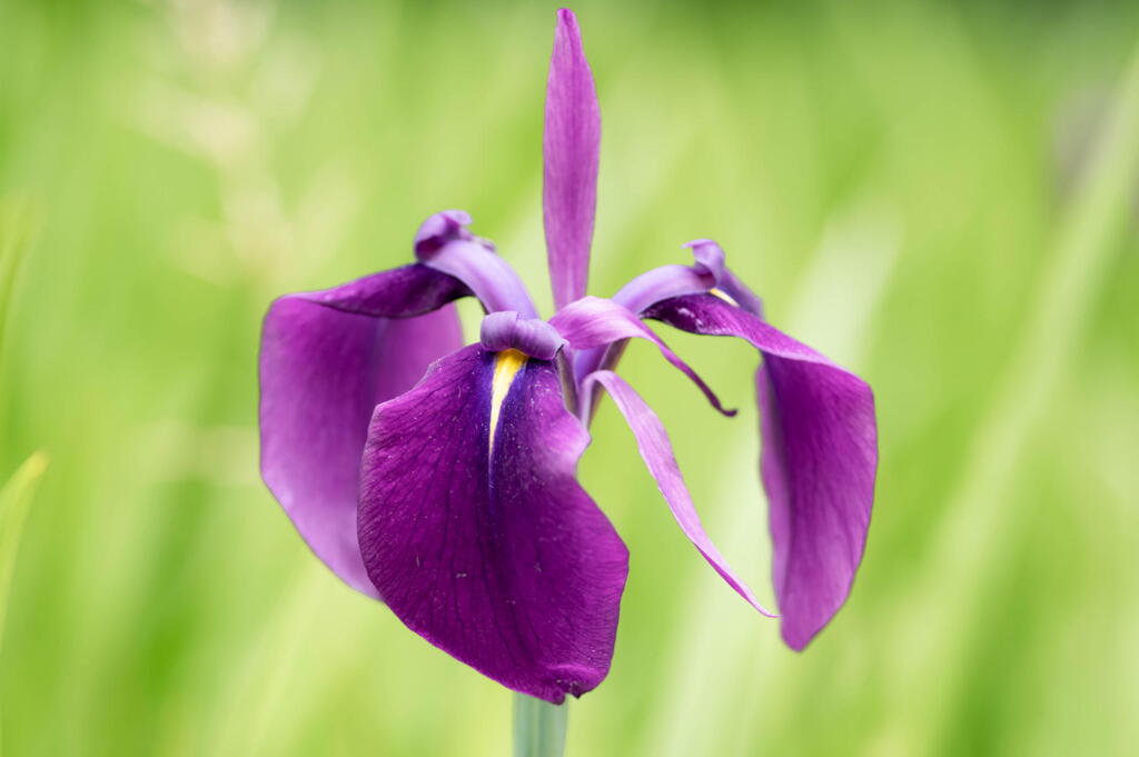 神戸市立森林植物園　長谷池の菖蒲