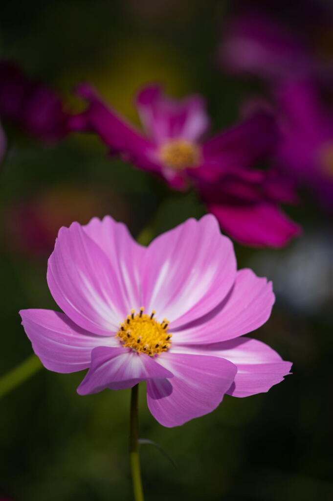 淡路の秋桜　その１　薄紅に絞り