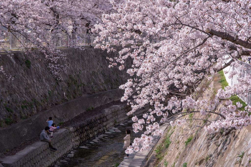 2018/03/31　神戸市 妙法寺川の桜