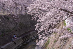 2018/03/31　神戸市 妙法寺川の桜