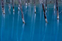 美瑛　青い池　その１