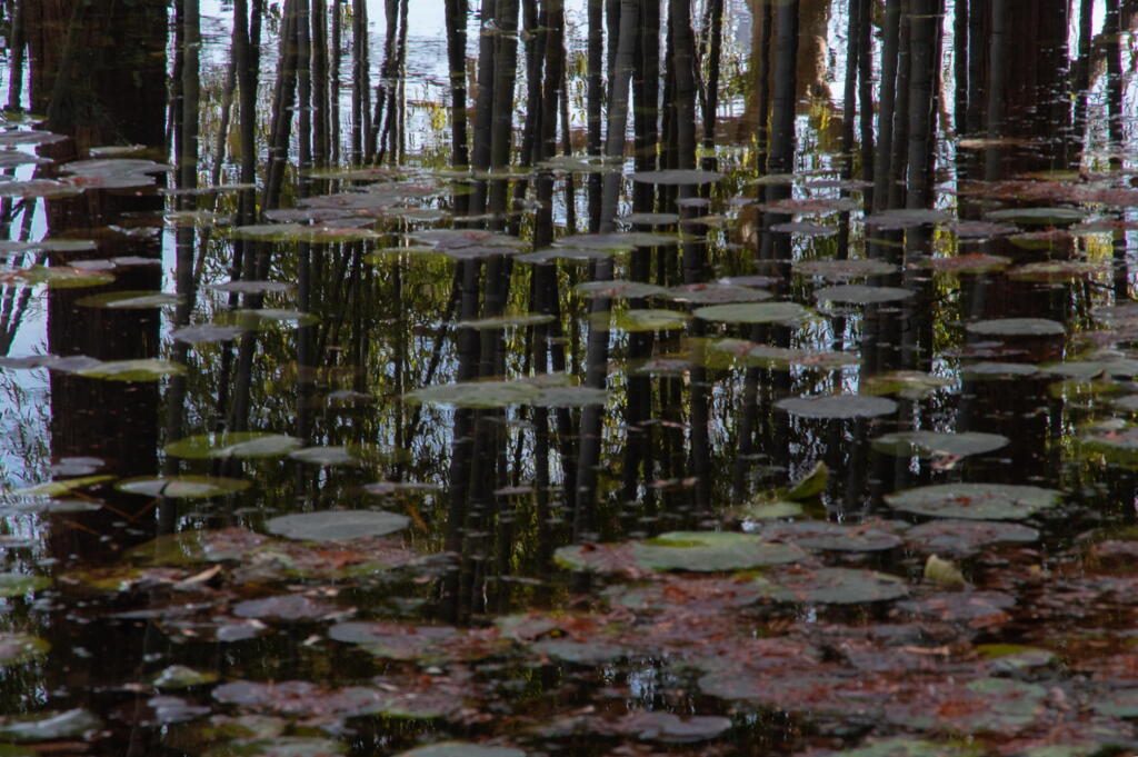 冬の水面