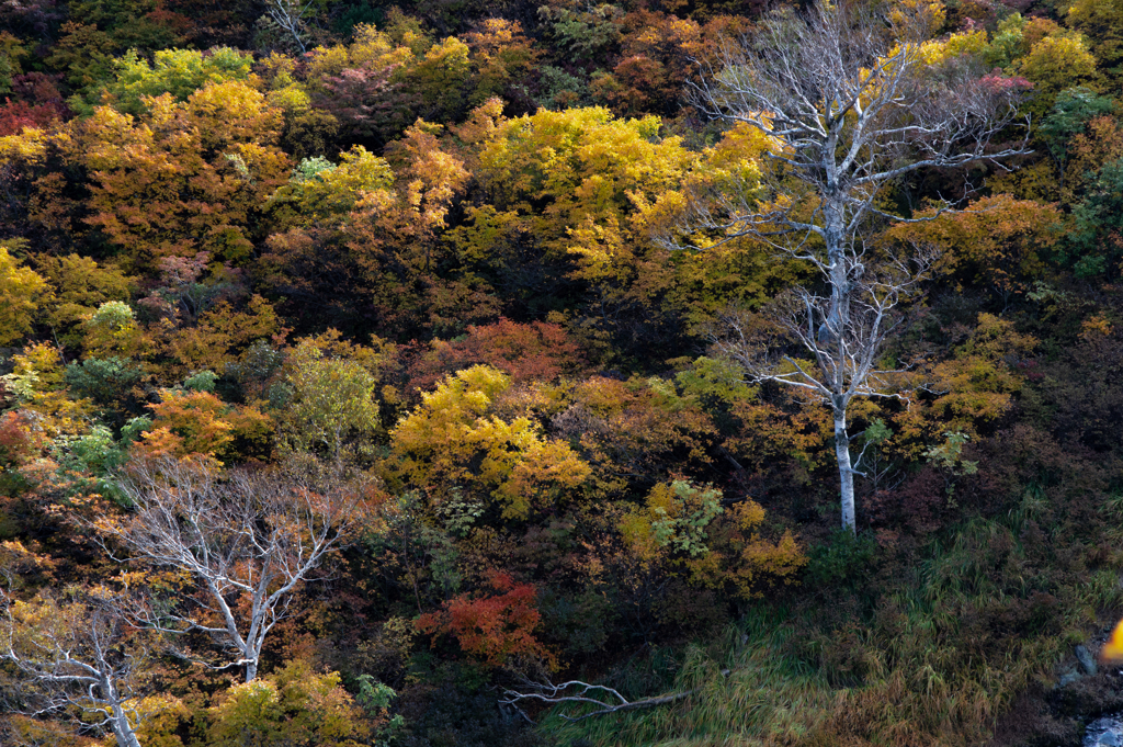 11～12月　紅葉名所：栗駒山の早朝の紅葉
