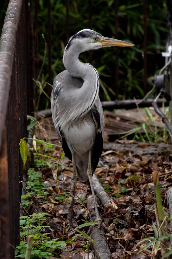 王子動物園　野鳥のサギ　飽食を嘆く