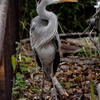 王子動物園　野鳥のサギ　飽食を嘆く