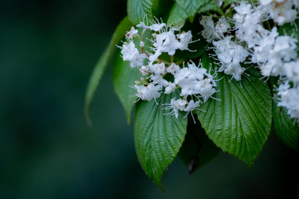100mmマクロ　日陰の花　F3.5