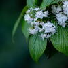 100mmマクロ　日陰の花　F3.5