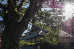 丹波　円通寺　本堂と樹齢三百年のタブの木